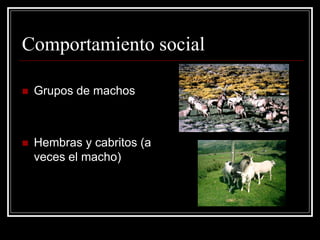 Comportamiento social 
Grupos de machos 
Hembras y cabritos (a veces el macho)  