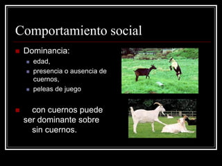 Comportamiento social 
Dominancia: 
edad, 
presencia o ausencia de cuernos, 
peleas de juego 
con cuernos puede ser dominante sobre sin cuernos.  