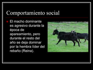 Comportamiento social 
El macho dominante es agresivo durante la época de apareamiento, pero durante el resto del año se deja dominar por la hembra líder del rebaño (Reina).  