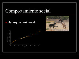 Comportamiento social 
Jerarquía casi lineal. 00.10.20.30.40.50.60.70.80.911591317212529Cabra Índice de dominancia  