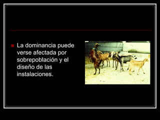 La dominancia puede verse afectada por sobrepoblación y el diseño de las instalaciones.  