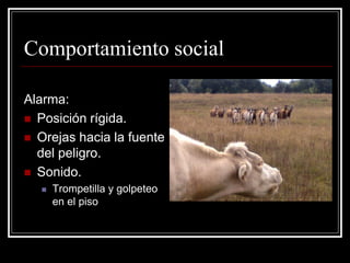 Comportamiento social 
Alarma: 
Posición rígida. 
Orejas hacia la fuente del peligro. 
Sonido. 
Trompetilla y golpeteo en el piso  