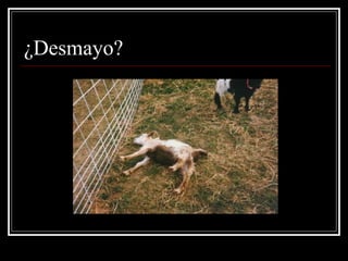 ¿Desmayo?  