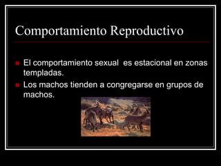 Comportamiento Reproductivo 
El comportamiento sexual es estacional en zonas templadas. 
Los machos tienden a congregarse en grupos de machos.  