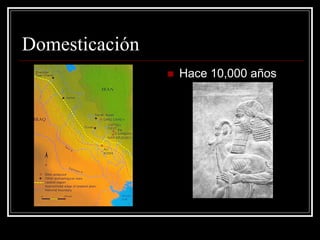 Domesticación 
Hace 10,000 años  