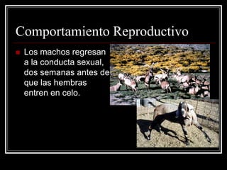 Comportamiento Reproductivo 
Los machos regresan a la conducta sexual, dos semanas antes de que las hembras entren en celo.  
