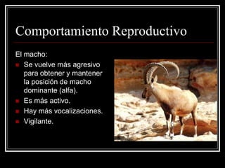 Comportamiento Reproductivo 
El macho: 
Se vuelve más agresivo para obtener y mantener la posición de macho dominante (alfa). 
Es más activo. 
Hay más vocalizaciones. 
Vigilante.  