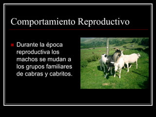 Comportamiento Reproductivo 
Durante la época reproductiva los machos se mudan a los grupos familiares de cabras y cabritos.  