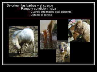 Se orinan las barbas y el cuerpo⃟Rango y condición física⃟ Cuando otro macho está presente ⃟ Durante el cortejo  