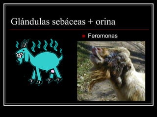 Glándulas sebáceas + orina 
Feromonas  