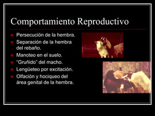 Comportamiento Reproductivo 
Persecución de la hembra. 
Separación de la hembra del rebaño. 
Manoteo en el suelo. 
“Gruñido” del macho. 
Lengüeteo por excitación. 
Olfación yhociqueo del área genital de la hembra.  
