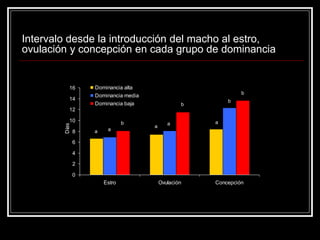 Intervalo desde la introducción del macho al estro, ovulación y concepción en cada grupo de dominanciaaaabaabbb0246810121416EstroOvulaciónConcepción Días Dominancia altaDominancia mediaDominancia baja  