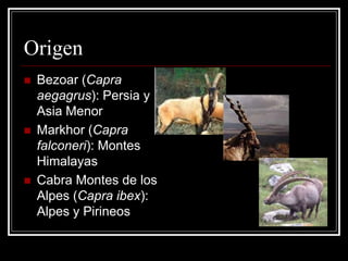 Origen 
Bezoar (Capra aegagrus): Persia y Asia Menor 
Markhor (Capra falconeri): Montes Himalayas 
Cabra Montes de los Alpes (Capra ibex): Alpes y Pirineos  