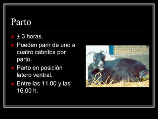 Parto 
±3 horas. 
Pueden parir de uno a cuatro cabritos por parto. 
Parto en posición latero ventral. 
Entre las 11.00 y las 16.00 h.  