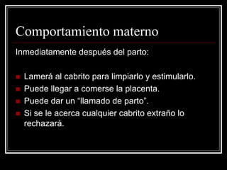 Comportamiento materno 
Inmediatamente después del parto: 
Lamerá al cabrito para limpiarlo y estimularlo. 
Puede llegar a comerse la placenta. 
Puede dar un “llamado de parto”. 
Si se le acerca cualquier cabrito extraño lo rechazará.  