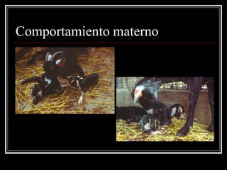 Comportamiento materno  