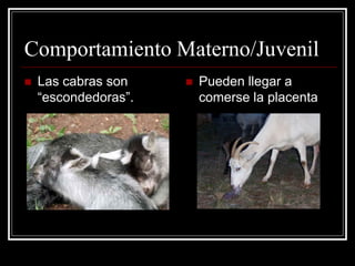 Comportamiento Materno/Juvenil 
Las cabras son “escondedoras”. 
Pueden llegar a comerse la placenta  