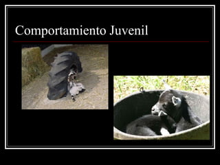Comportamiento Juvenil  