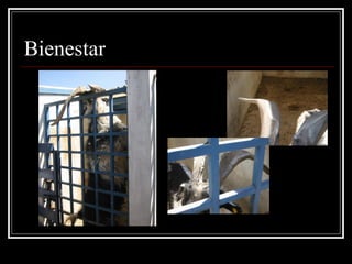 Bienestar  