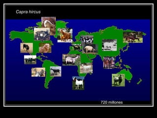 Capra hircus720 millones  