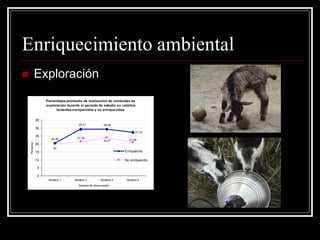 Enriquecimiento ambiental 
 Exploración 
Porcentajes promedio de realización de conductas de 
exploración durante el período de estudio en cabritos 
lactantes enriquecidos y no enriquecidos. 
27.33 
29.21 29.28 
20.45 
24.07 21.06 
21.55 
20 
0 
5 
10 
15 
20 
25 
30 
35 
Semana 1 Semana 2 Semana 3 Semana 4 
Semana de observación 
Porciento 
Enriquecido 
No enriquecido 
 