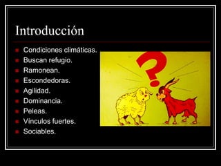 Introducción 
Condiciones climáticas. 
Buscan refugio. 
Ramonean. 
Escondedoras. 
Agilidad. 
Dominancia. 
Peleas. 
Vínculos fuertes. 
Sociables.  