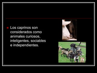 Los caprinos son considerados como animales curiosos, inteligentes, sociables e independientes.  