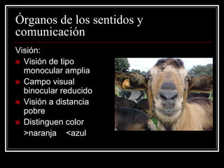 Órganos de los sentidos y comunicación 
Visión: 
Visión de tipo monocular amplia 
Campo visual binocular reducido 
Visión a distancia pobre 
Distinguen color 
>naranja <azul  