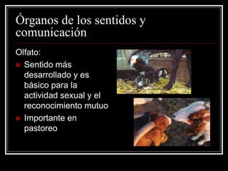 Órganos de los sentidos y comunicación 
Olfato: 
Sentido más desarrollado y es básico para la actividad sexual y el reconocimiento mutuo 
Importante en pastoreo  