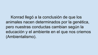 Konrad llegó a la conclusión de que los 
animales nacen determinados por la genética, 
pero nuestras conductas cambian según la 
educación y el ambiente en el que nos criemos 
(Ambientalismo). 
 