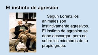 El instinto de agresión 
Según Lorenz los 
animales son 
instintivamente agresivos. 
El instinto de agresión se 
debe descargar, pero no 
sobre los miembros de tu 
propio grupo. 
 