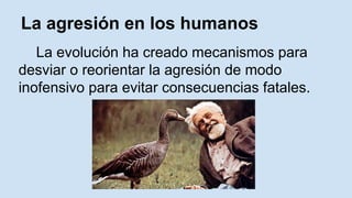 La agresión en los humanos 
La evolución ha creado mecanismos para 
desviar o reorientar la agresión de modo 
inofensivo para evitar consecuencias fatales. 
 