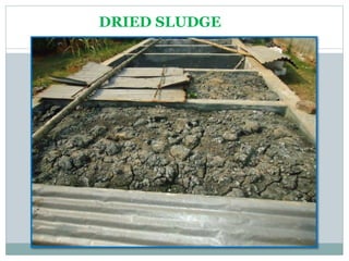DRIED SLUDGE
 