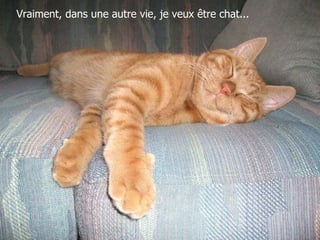 Vraiment, dans une autre vie, je veux être chat... 