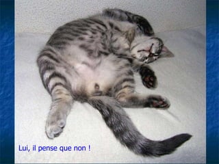 Lui, il pense que non ! 