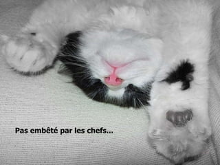 Pas embêté par les chefs... 