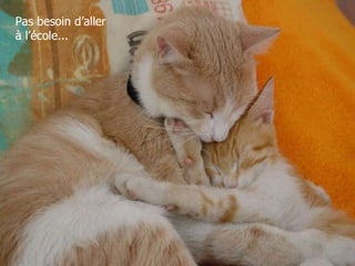 Pas besoin d’aller à l’école... 