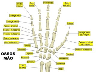 OSSOS 
MÃO 
 