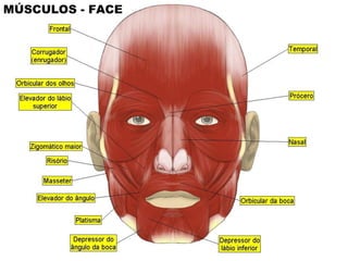 MÚSCULOS - FACE 
 