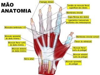 MÃO 
ANATOMIA 
 