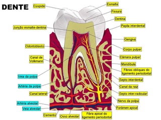 DENTE 
 