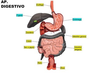 AP. 
DIGESTIVO 
 