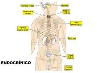 ENDOCRÍNICO 
 