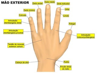 MÃO EXTERIOR 
 
