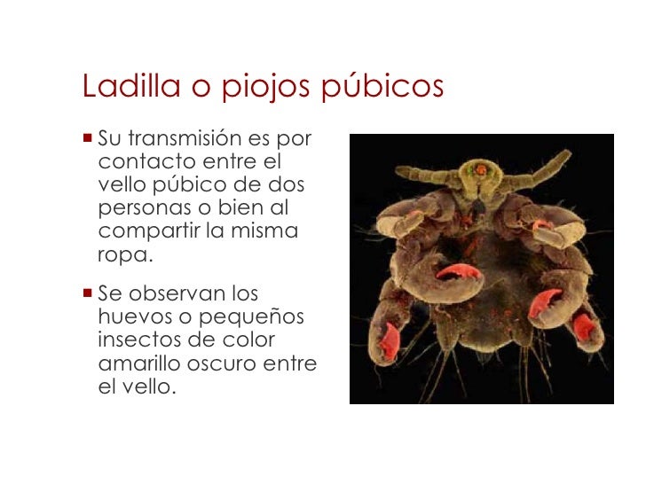 Como curar los cabellos de la caída de los cabello gratis