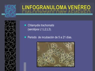 Chlamydia trachomatis   (serotipos L1,L2,L3). Periodo  de incubación de 5 a 21 días. 