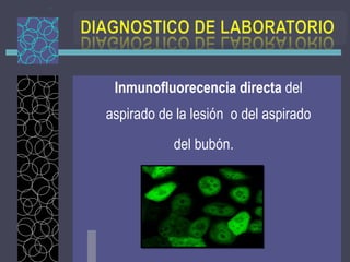 Inmunofluorecencia directa  del  aspirado de la lesión  o del aspirado  del bubón. 