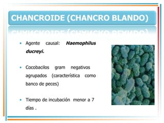Agente causal:  Haemophilus ducreyi. Cocobacilos gram negativos  agrupados (característica como banco de peces) Tiempo de incubación  menor a 7  días . 