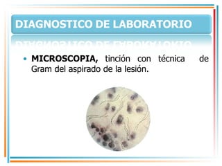 MICROSCOPIA,  tinción con técnica  de Gram del aspirado de la lesión. 