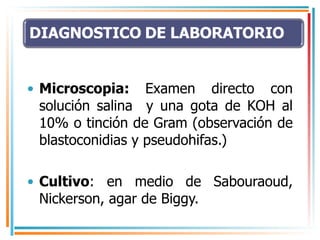 Microscopia:  Examen directo con solución salina  y una gota de KOH al 10% o tinción de Gram (observación de blastoconidias y pseudohifas.) Cultivo : en medio de Sabouraoud, Nickerson, agar de Biggy. 